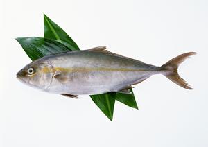 新宿で見つける絶品カフェガイド2025年版：おすすめスポットと最新情報